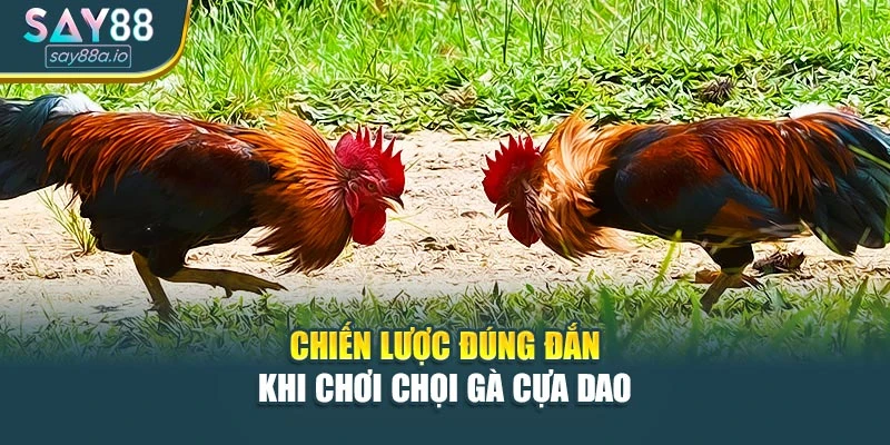 Chiến lược đúng đắn khi chơi chọi gà cựa dao
