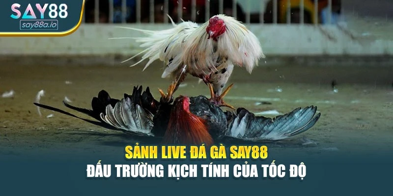 Sảnh Live Đá Gà SAY88 – Đấu Trường Kịch Tính Của Tốc Độ