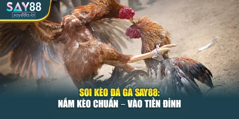 Soi Kèo Đá Gà SAY88: Nắm Kèo Chuẩn – Vào Tiền Đỉnh