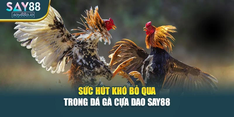 Sức hút khó bỏ qua trong đá gà cựa dao SAY88
